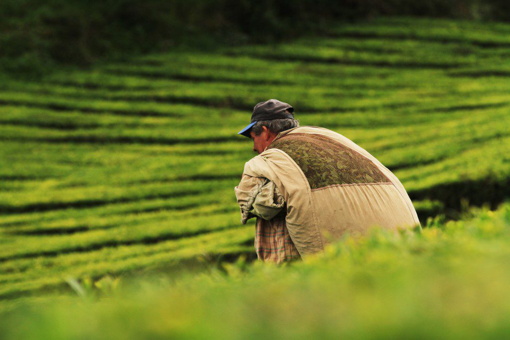 Farming